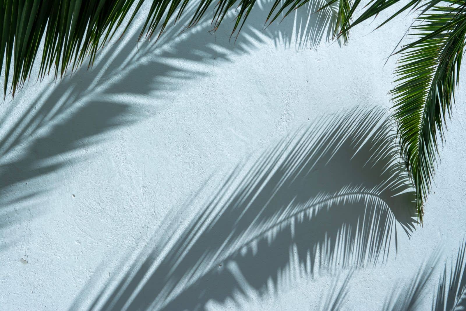 A palm against a cool blue Florida wall
